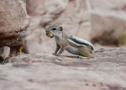 Image de Ammospermophilus leucurus (Merriam 1889)