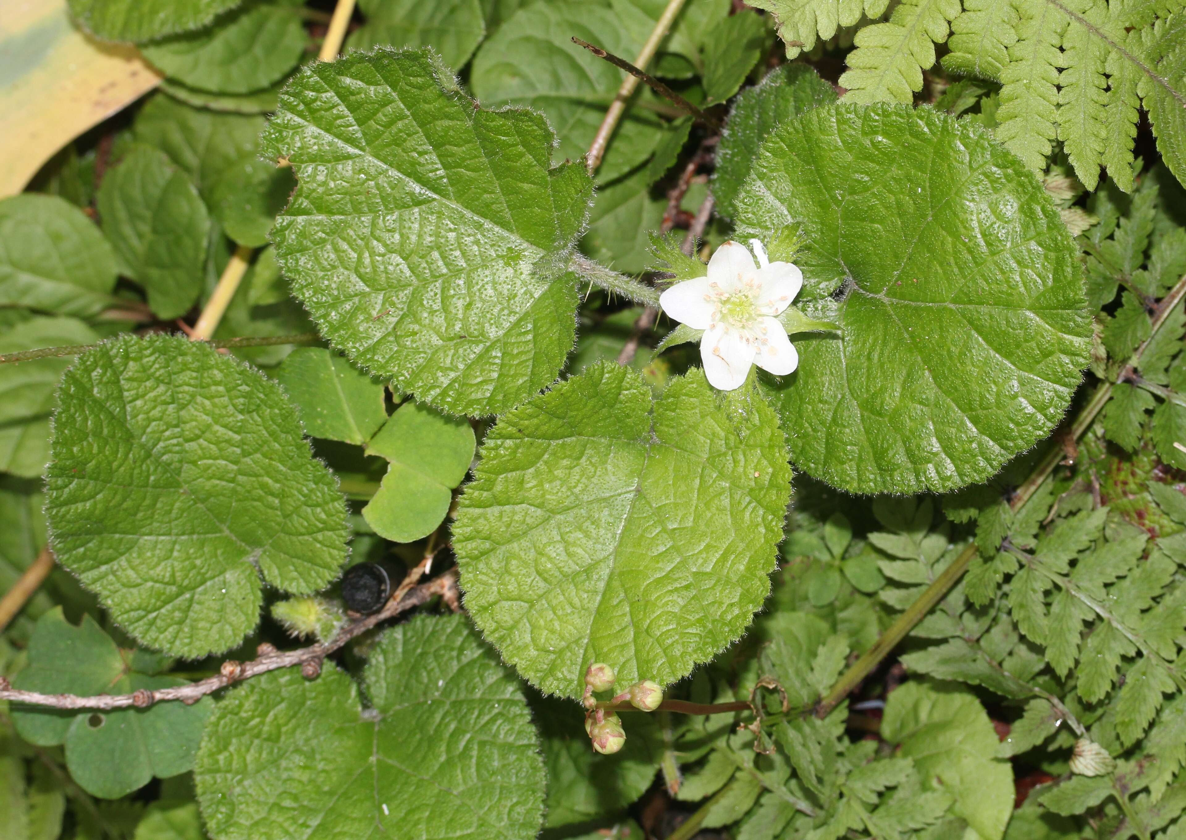 Image of Rubus pectinellus Maxim.