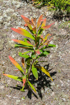 Image of Willow hakea