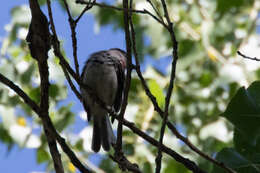 Pachyramphus aglaiae (Lafresnaye 1839) resmi