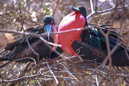 Image of Great Frigatebird