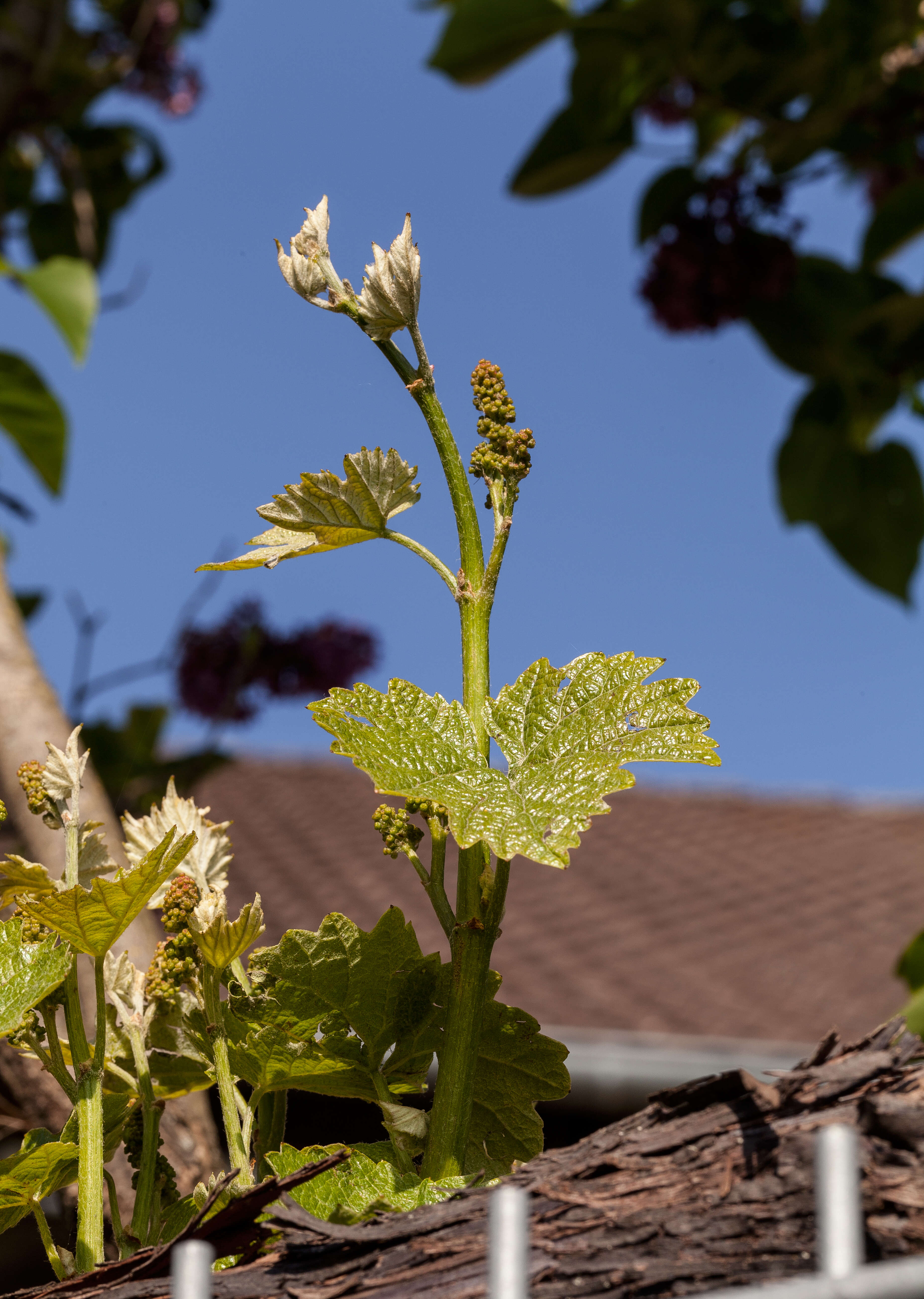 Image of wine grape