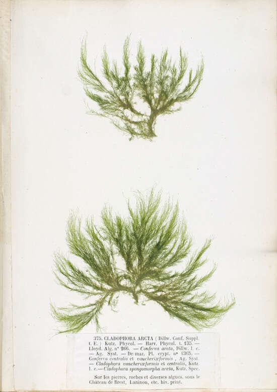 Image of Acrosiphonia J. Agardh 1846