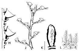 Imagem de Plumularia Lamarck 1816