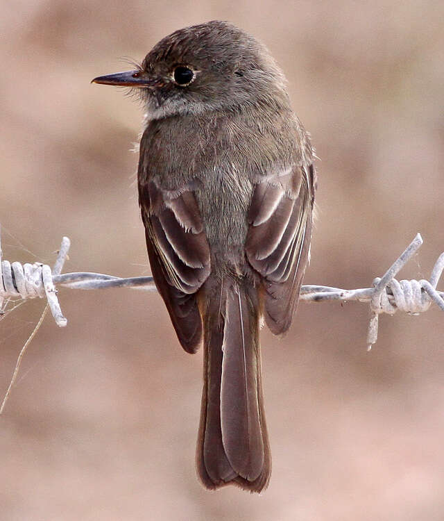 Image of Hispaniolan Pewee