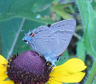 Image of Banded Hairstreak