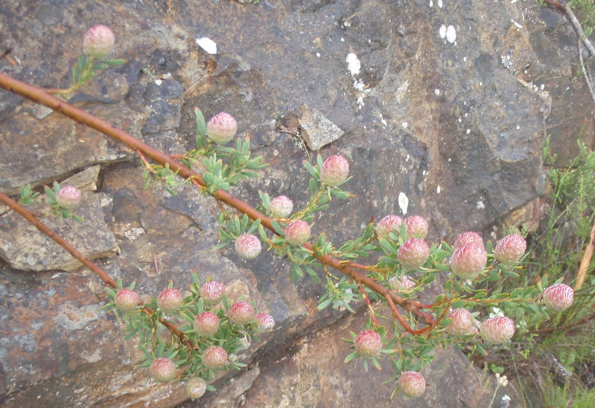 Image of Leucadendron rourkei I. J. M. Williams