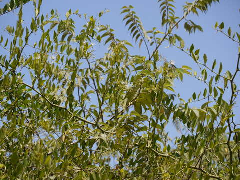 Image de Capparis sepiaria L.