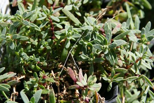 Image of creeping baby's-breath