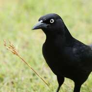 Image of Greater Antillean Grackle