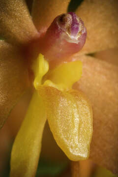 Image of Vanda curvifolia (Lindl.) L. M. Gardiner