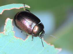 Image of Klamath Weed Beetle