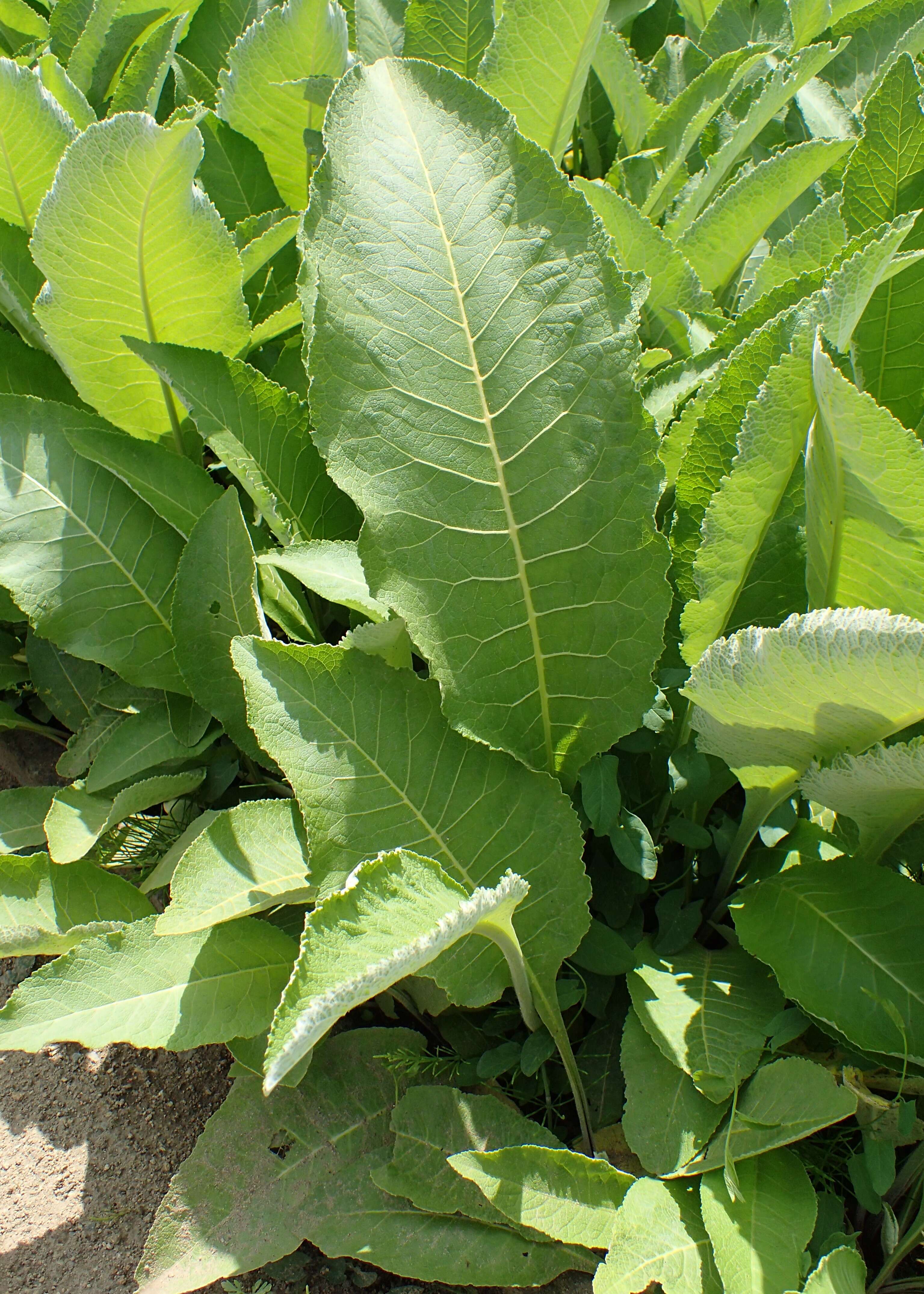 Image of Elecampane