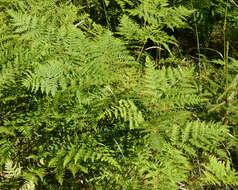 Image of Bracken