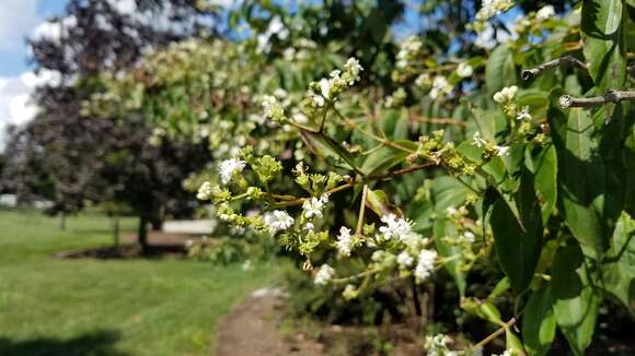 Image of Heptacodium