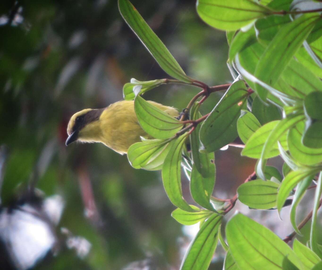 Conopias cinchoneti (Tschudi 1844)的圖片