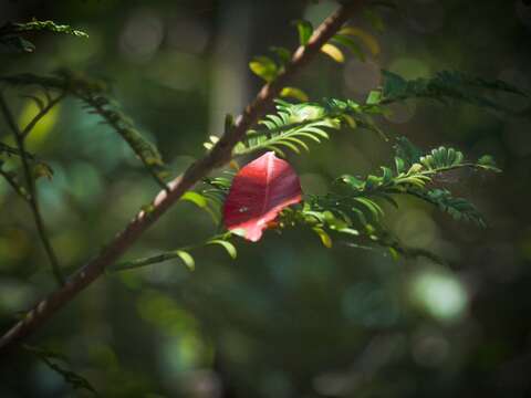 Image of quandong