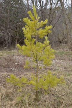 Image of eastern white pine