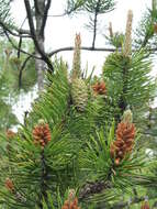 Imagem de Pinus contorta Douglas ex Loudon