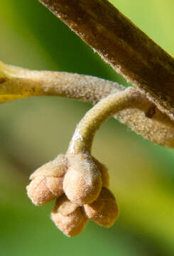 Image of Ozark Witch-Hazel