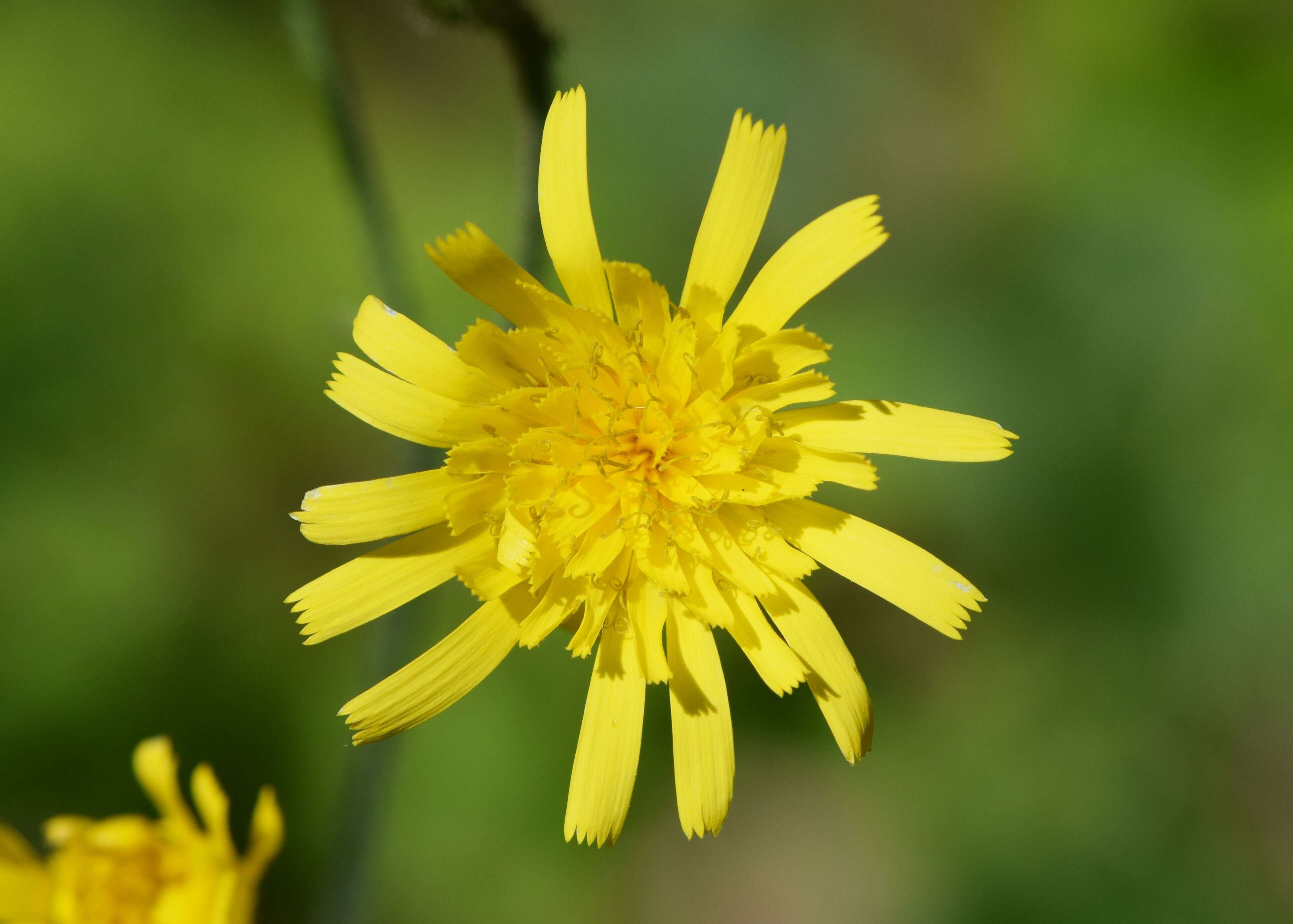 Image of few-leaved hawkweed