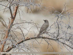 Image of Black-throated Thrush