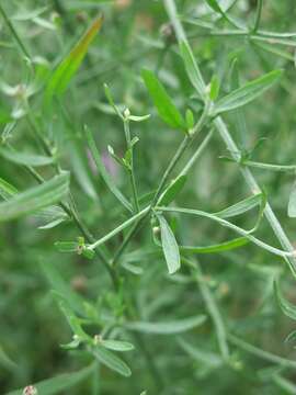 Image of spotted knapweed