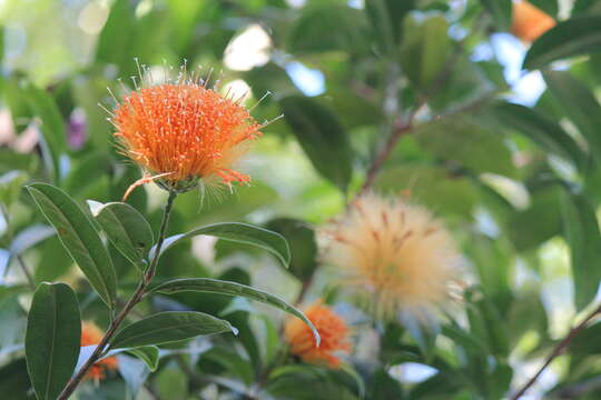 Image of Stifftia chrysantha Mikan