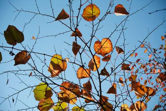 Image of crimson glory vine