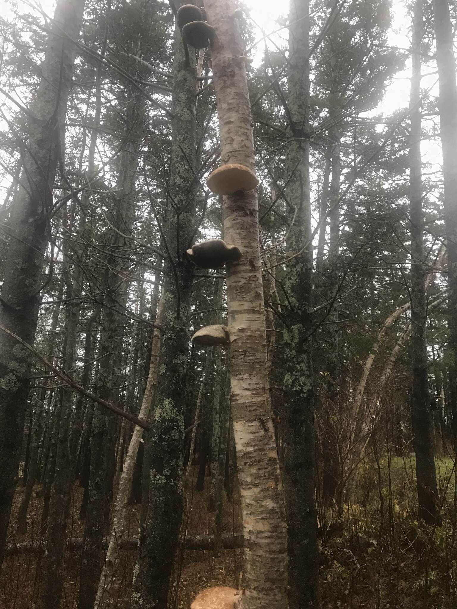 Image of birch polypore