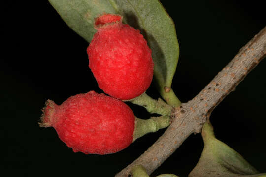 Image of Agelanthus natalitius (Meissn.) R. M. Polhill & D. Wiens