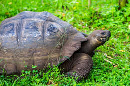 Image of Galapagos giant tortoise