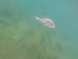 Image of Filefish