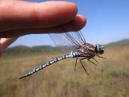 Image of Zigzag Darner