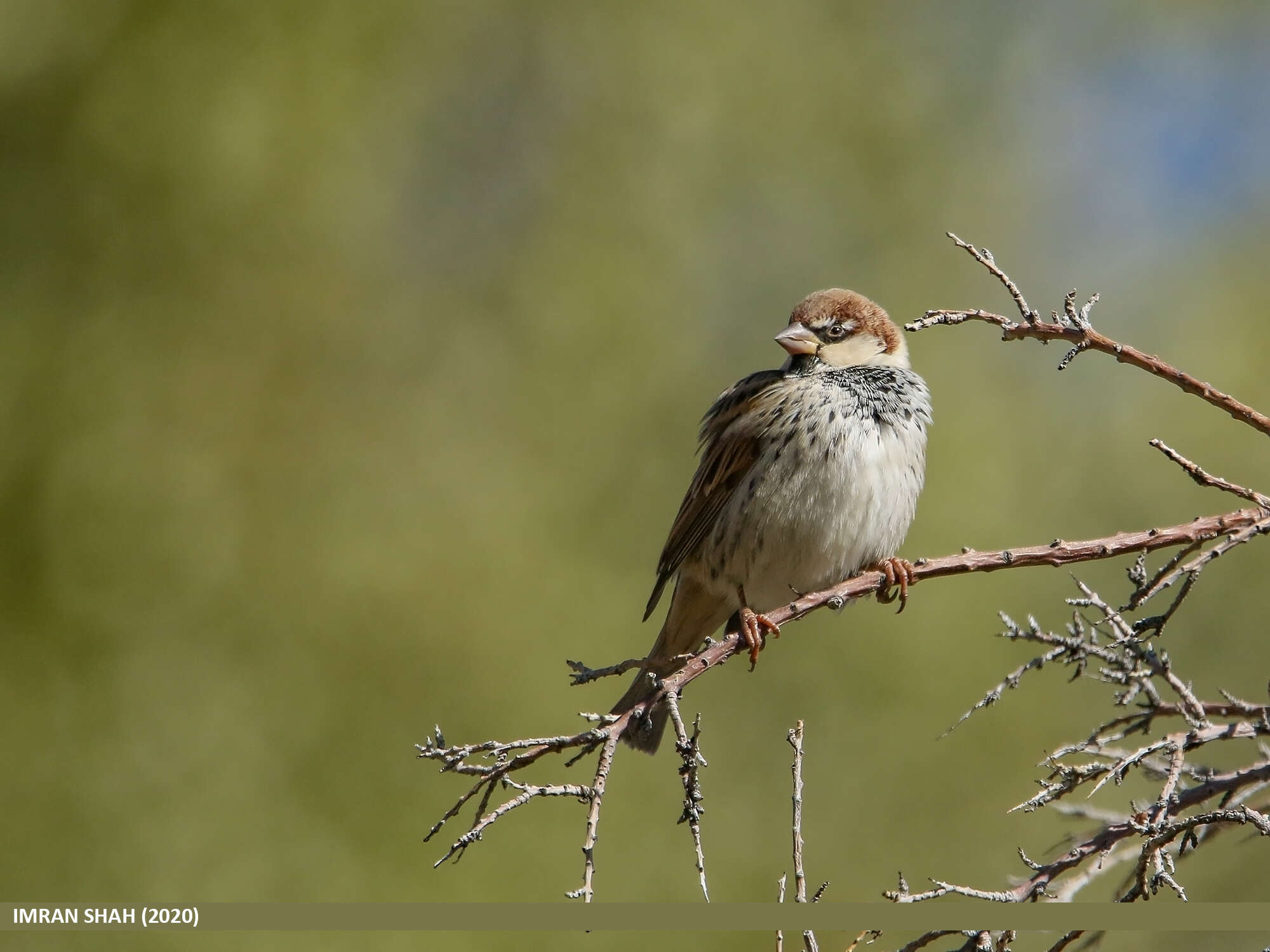 Image of Spanish Sparrow