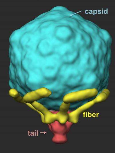 Image of Caudovirales