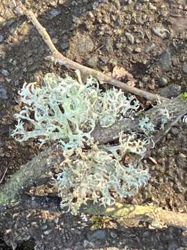 Image of ring lichen