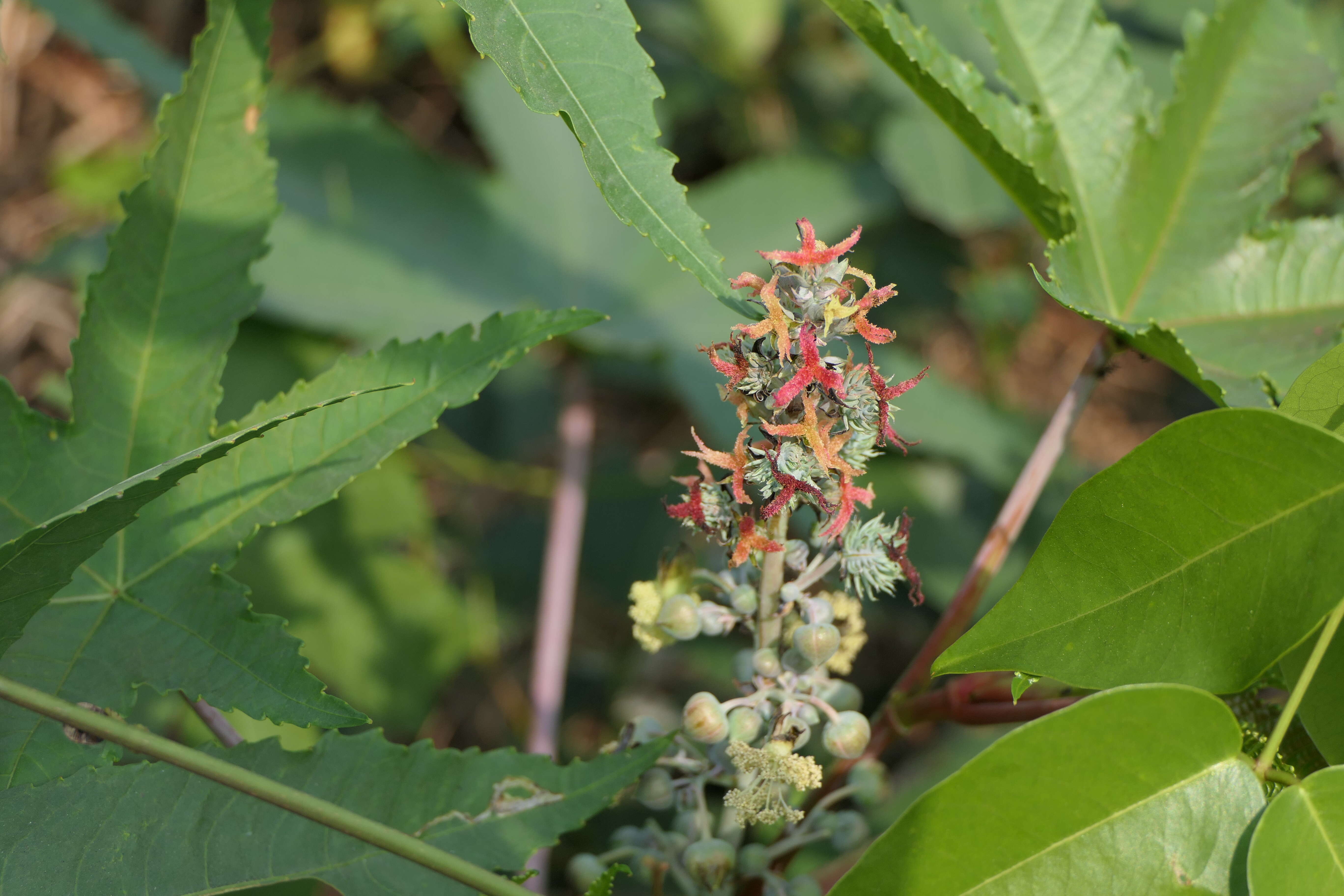 Sivun Ricinus kuva