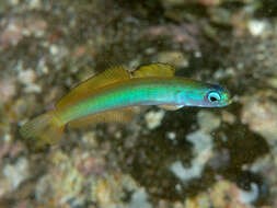 Image of Blue gudgeon