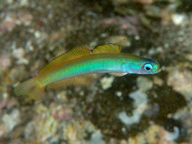 Image of Blue gudgeon