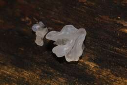 Image of snow fungus