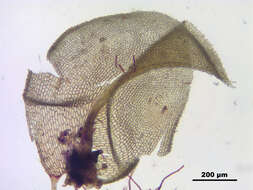 Image of paludella moss