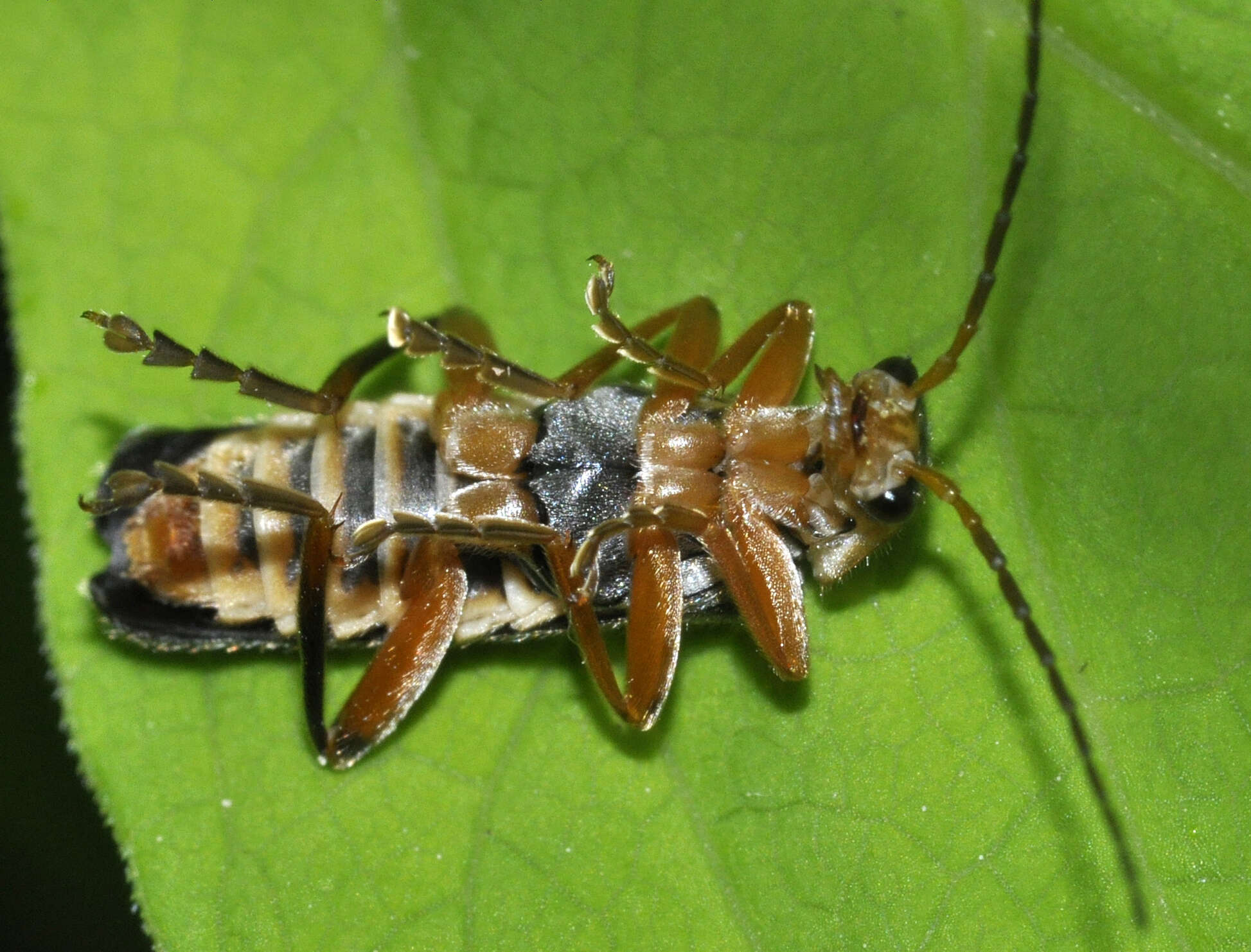 Imagem de Cantharis nigricans