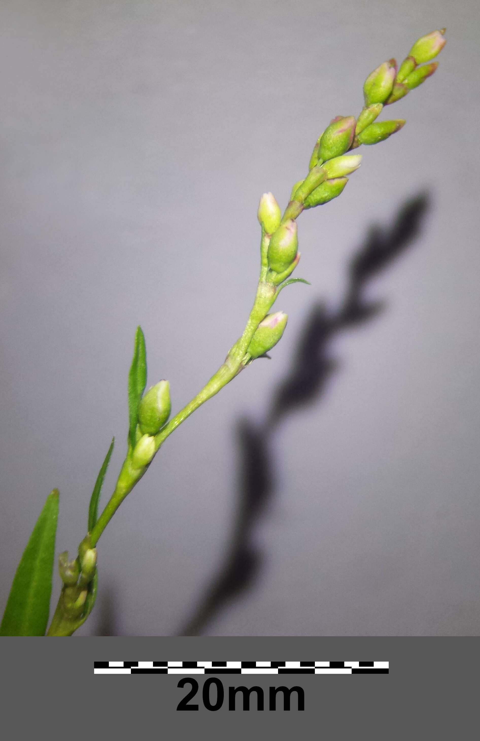 Image of Water-pepper