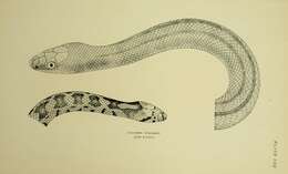 Image of Ladder Snakes