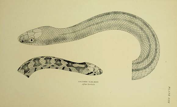 Image of Ladder Snakes