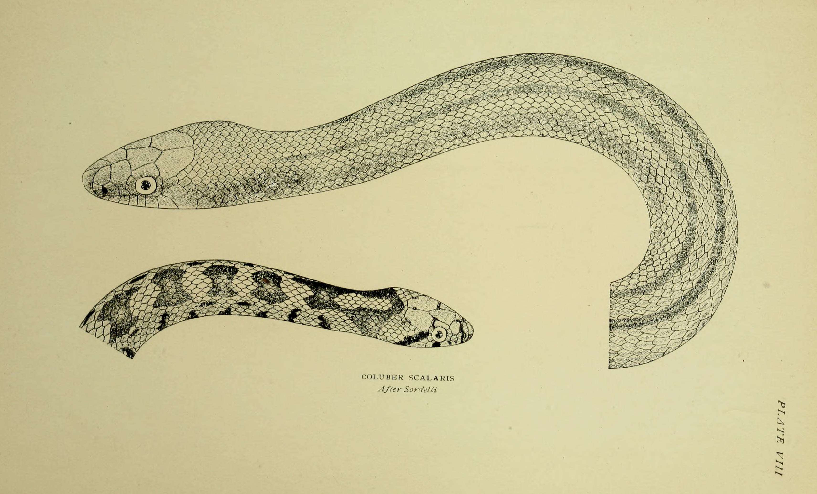 Image of Ladder Snakes