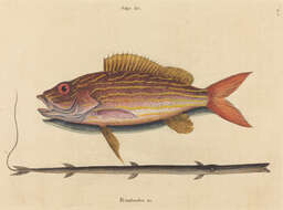 Image of Bream