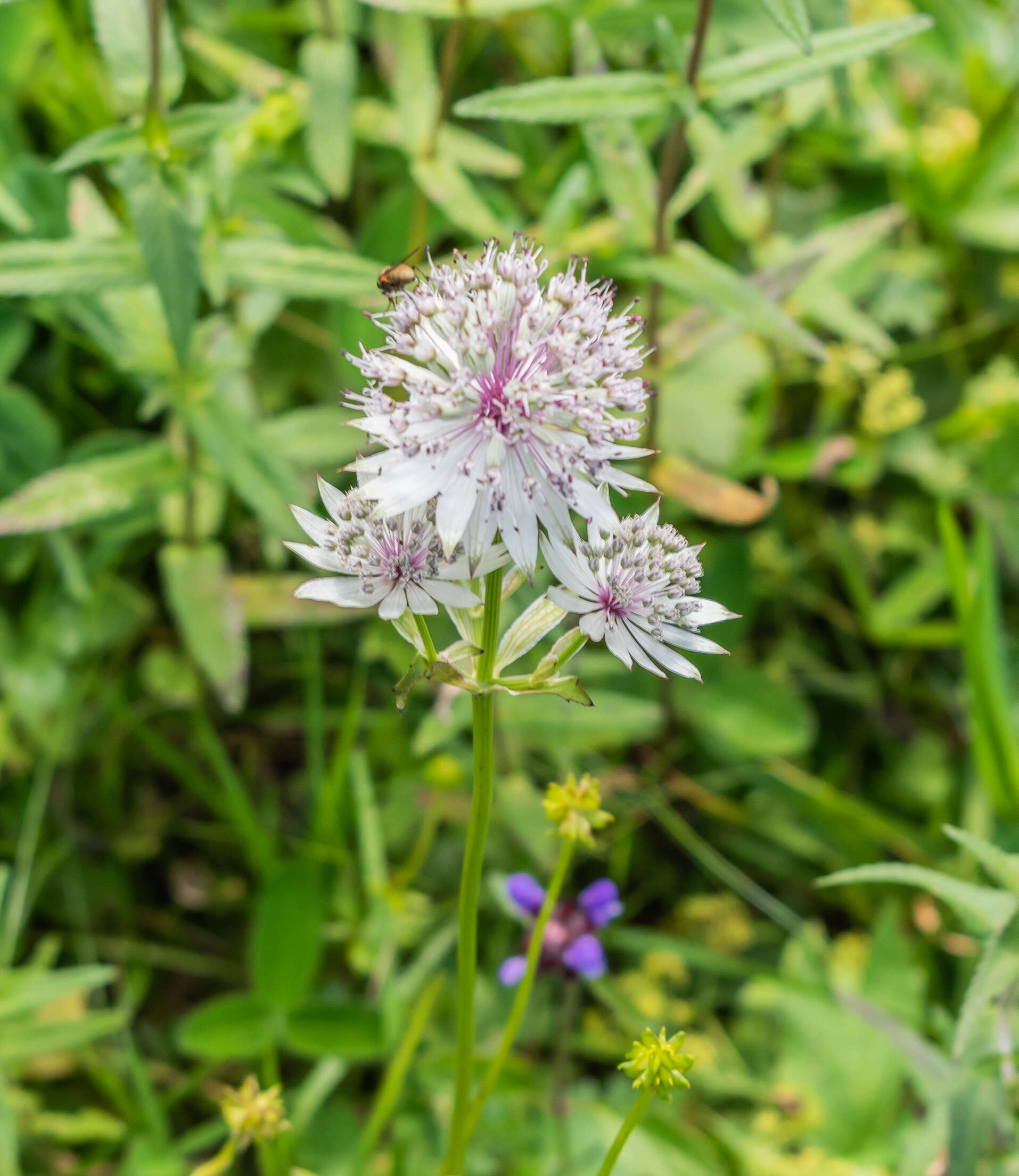 Imagem de Astrantia major L.