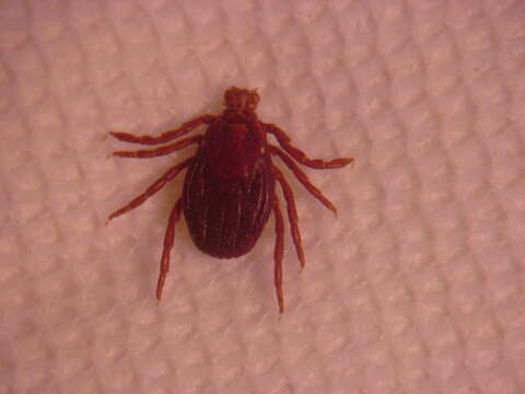 Image of ticks